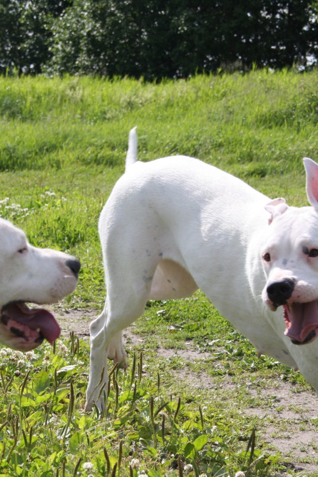Аргентинские доги играют