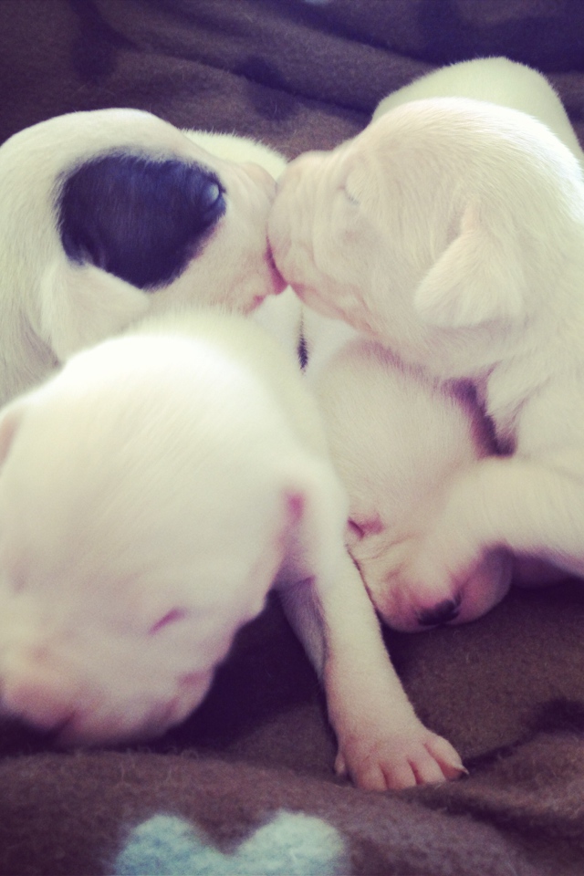 Щенки аргентинского дога