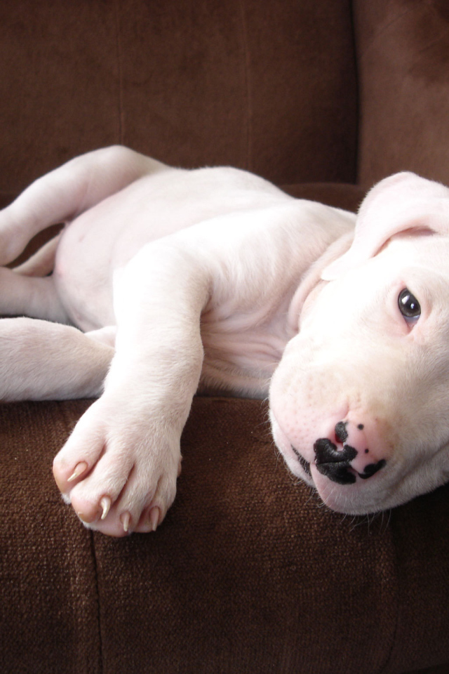 Щенок аргентинского дога на диване