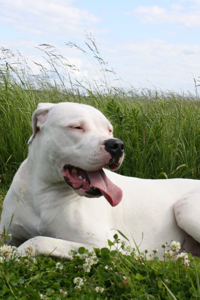 Аргентинский дог устал