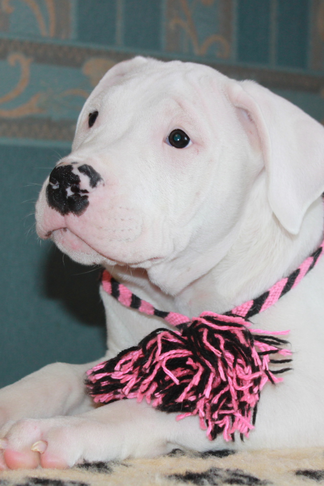 Аргентинский дог с украшением на шее