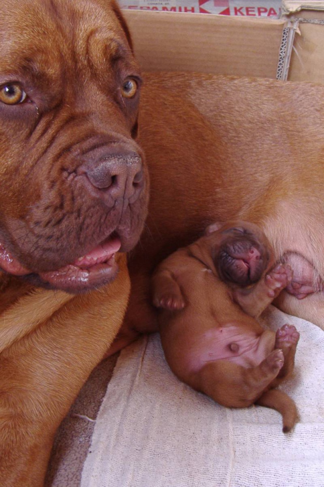 Бордоский дог и его щенок