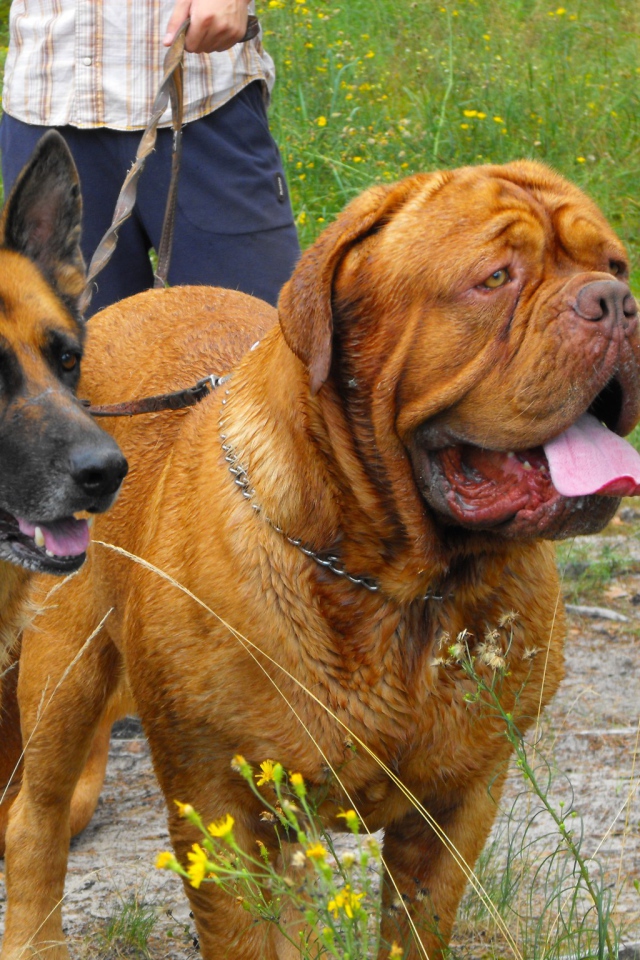 Бордоский дог на прогулке