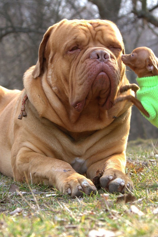 Бордоский дог с маленьким другом