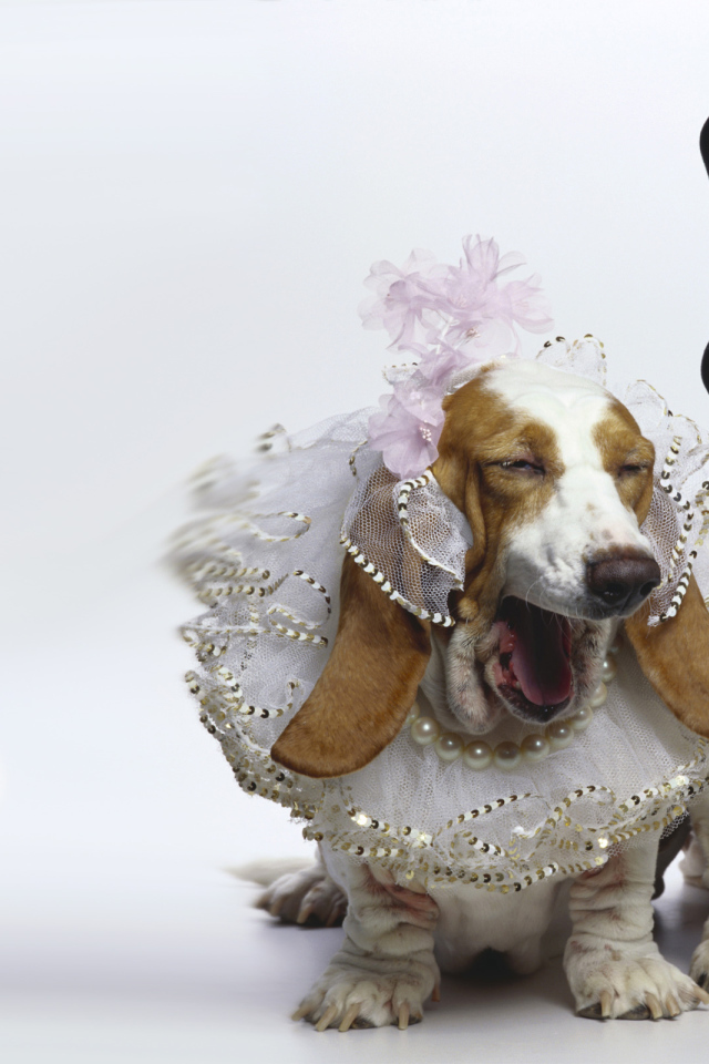 Нарядные бассет-хаунды на белом фоне