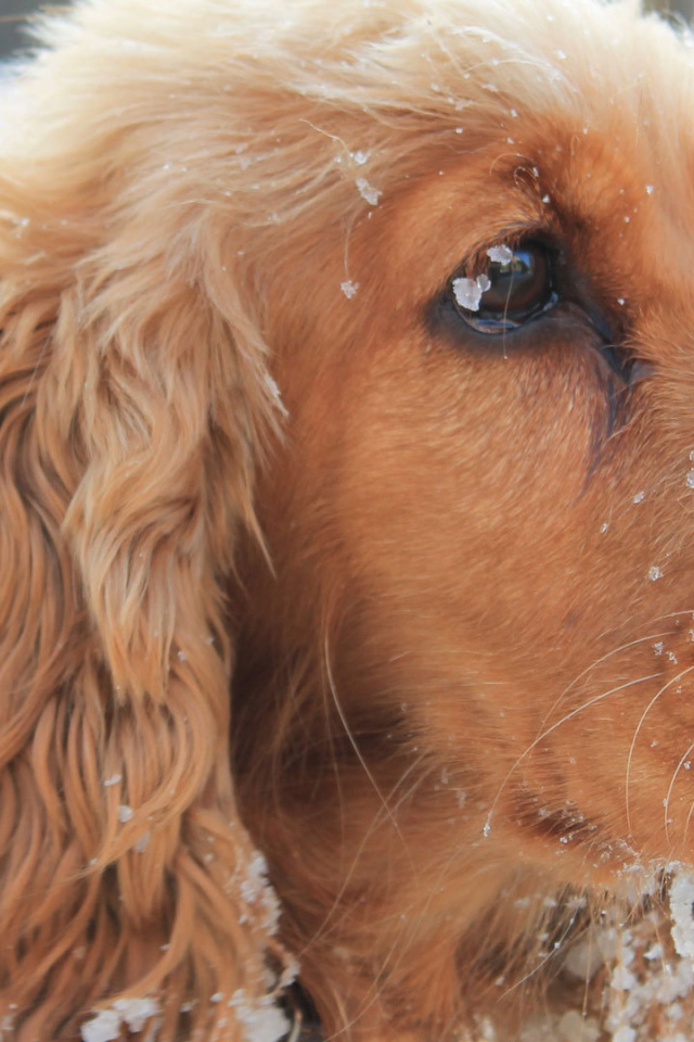 Английский кокер-спаниель в снегу