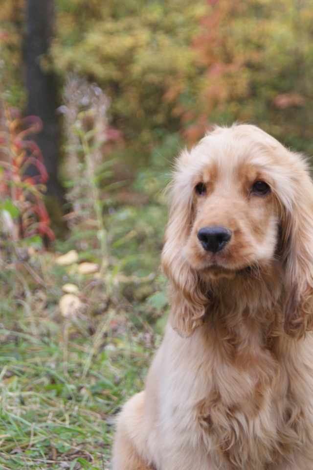 Английский кокер-спаниель в лесу