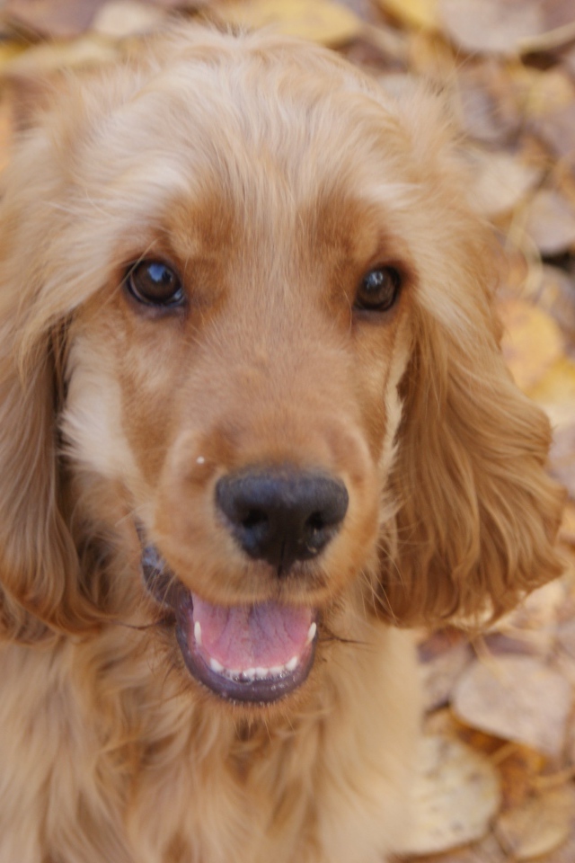 Английский кокер-спаниель на осенних листьях