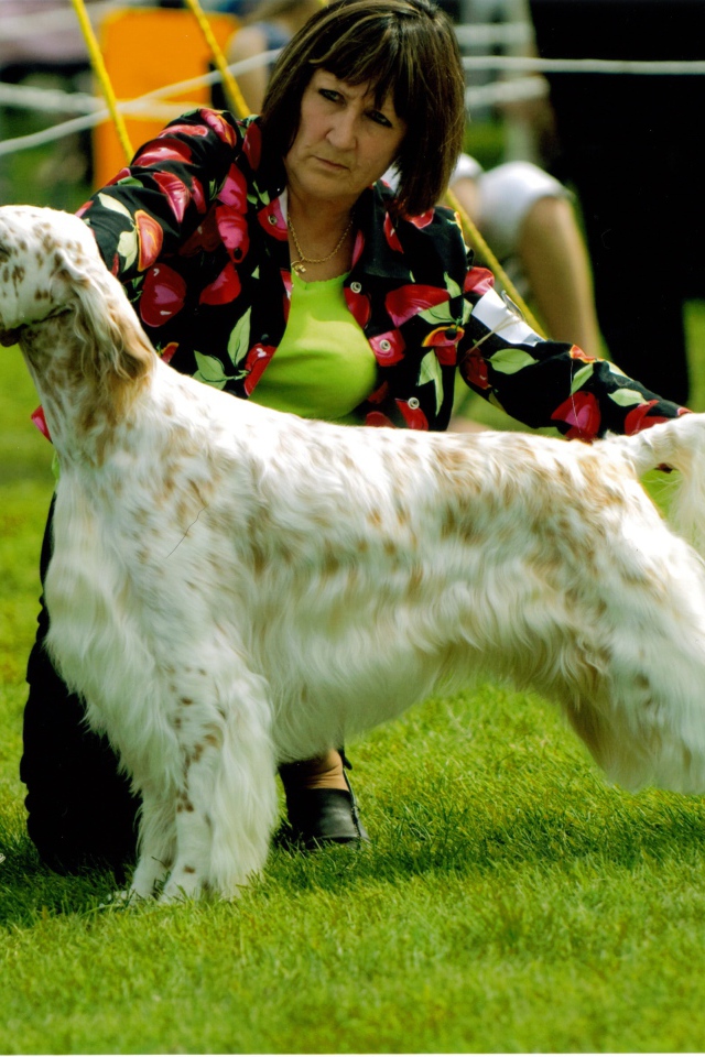 Английский сеттер на собачьей выставке