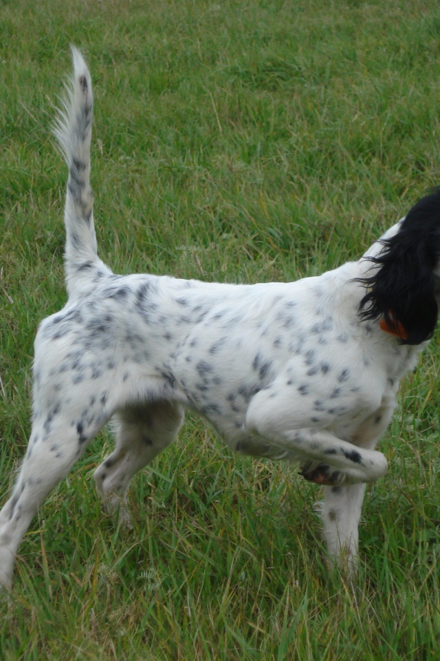 Английский сеттер, хвост трубой