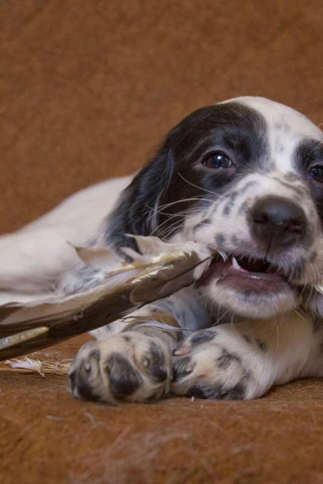 Английский сеттер и  перья
