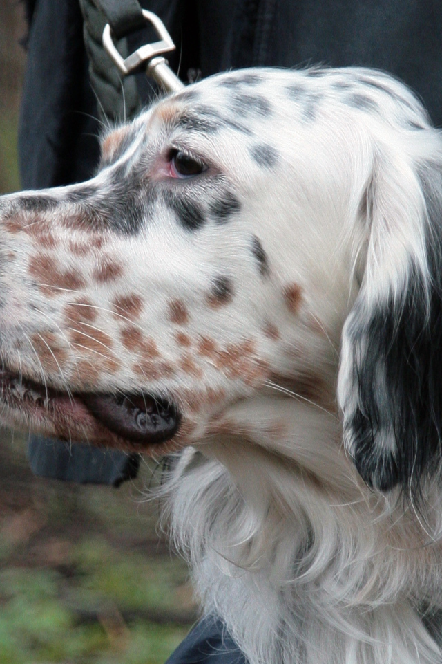 Английский сеттер крупным планом