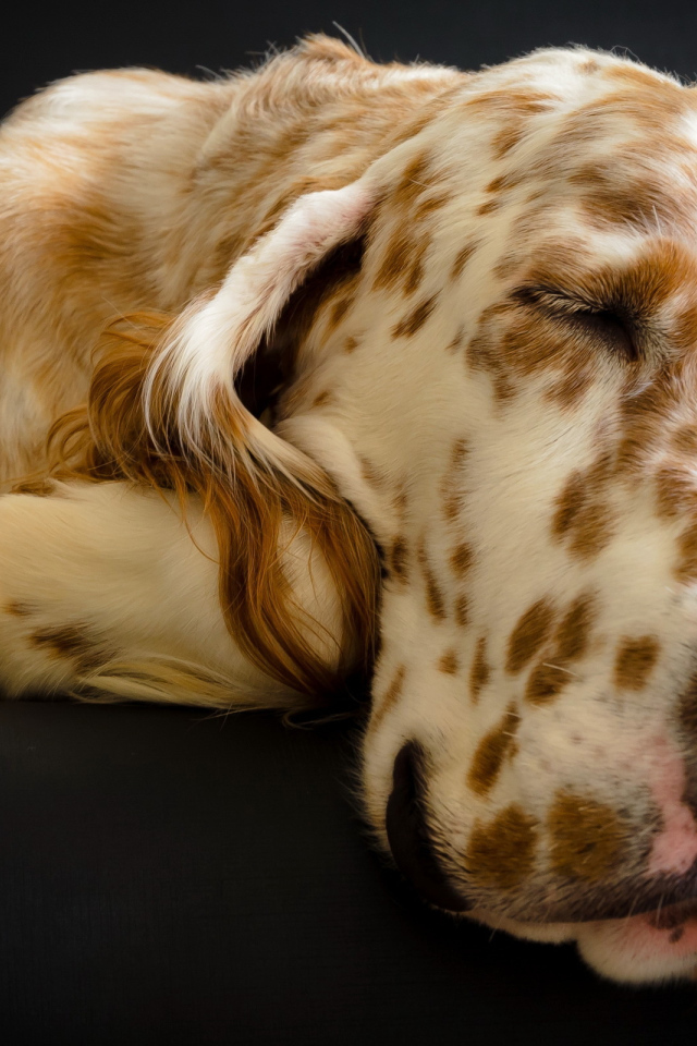 Английский сеттер заснул