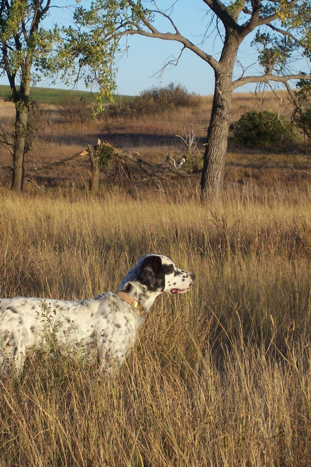 Английский сеттер в высохшей траве