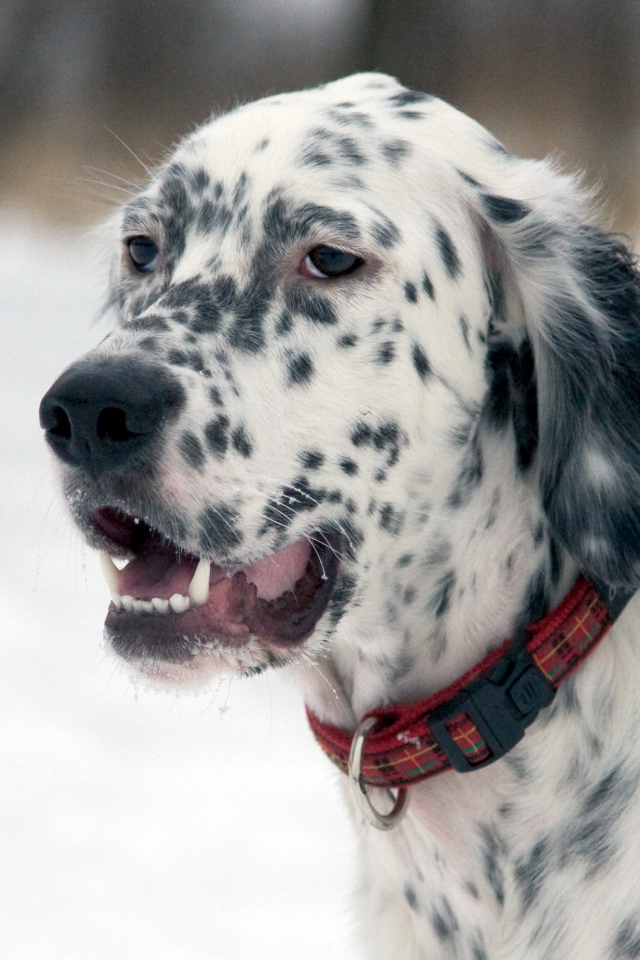 Английский сеттер на прогулке зимой