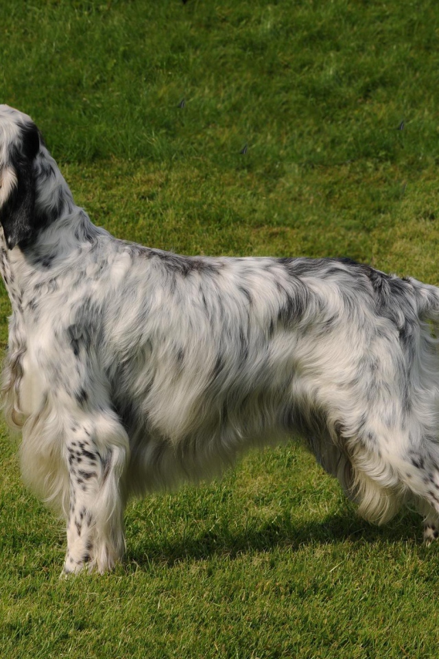 Английский сеттер на природе