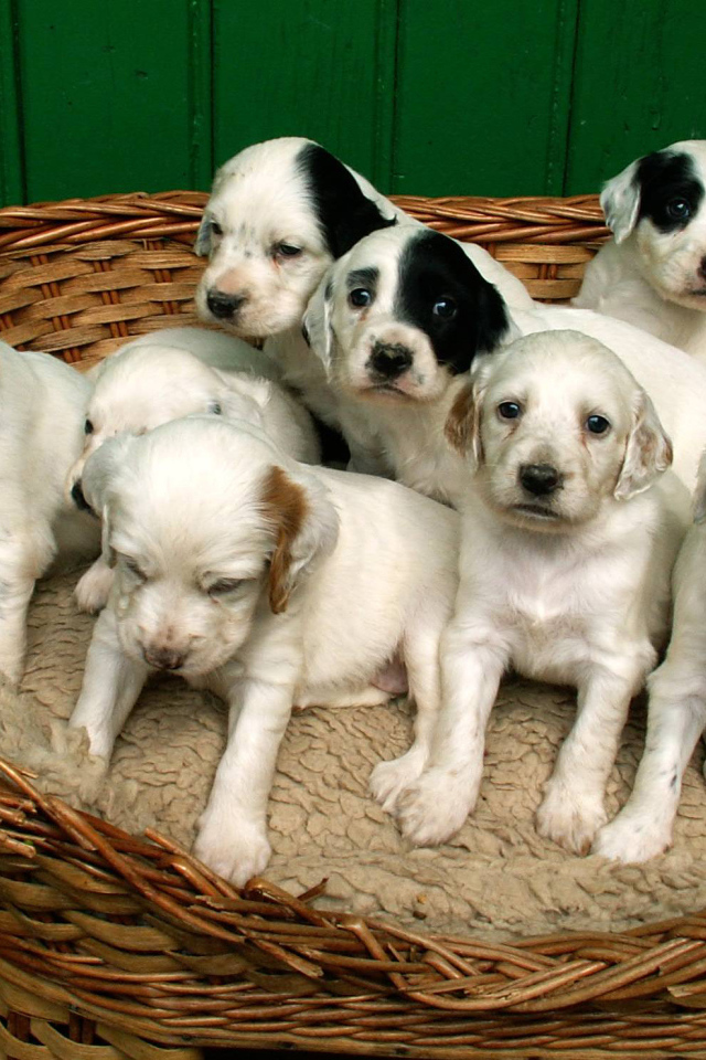 Щенки английского сеттера в корзине