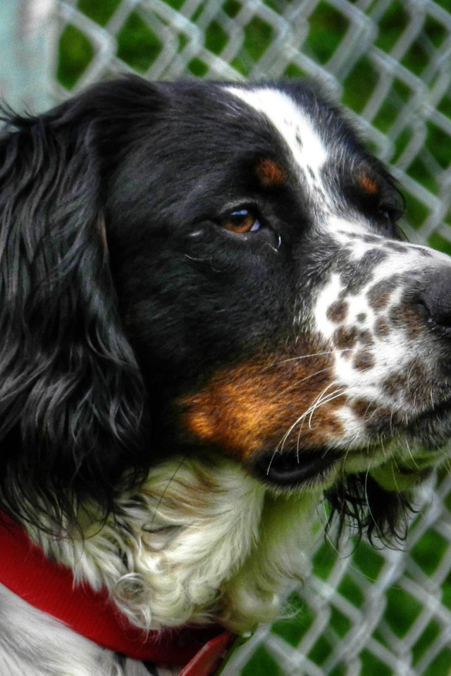 Английский сеттер кого-то увидел