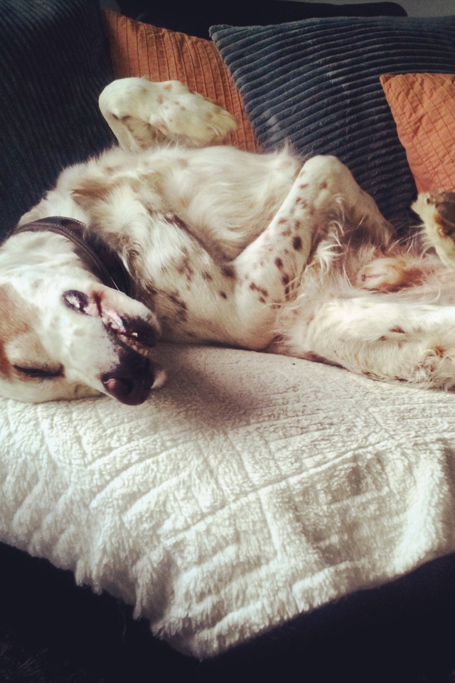 Английский сеттер развалился на диване