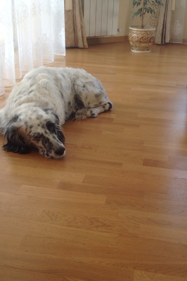 Английский сеттер устал