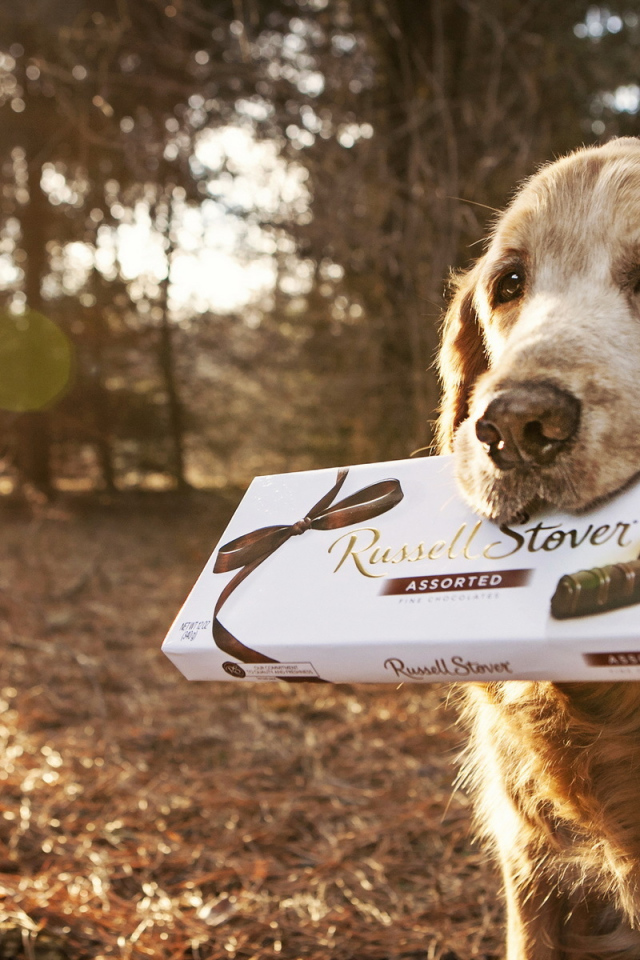 Английский сеттер с коробкой конфет