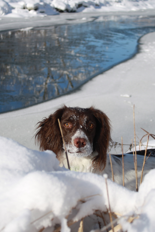 Английский спрингер-спаниель в сугробе