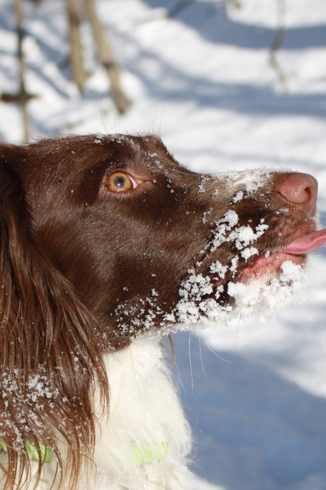 Английский спрингер-спаниель в снегу крупным планом
