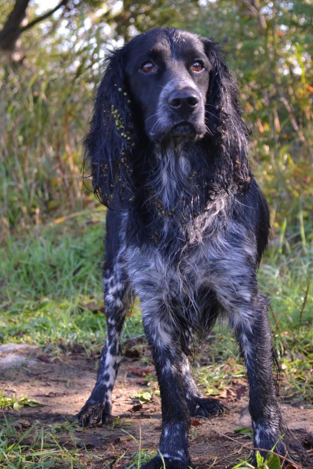 Английский спрингер-спаниель в лесу