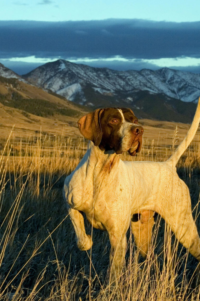 Английский Пойнтер в поле