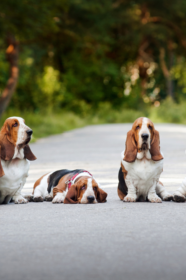 Семья бассет-хаундов сидит на дороге
