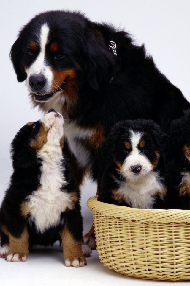 Семья бернской пастушьей собаки на белом фоне