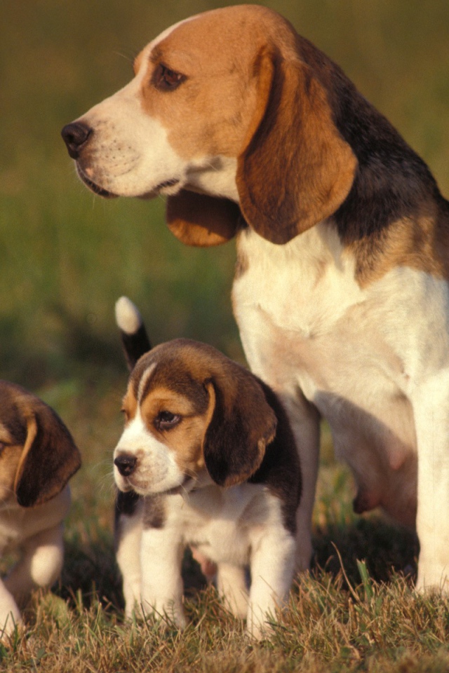 Семейство собак породы бигль