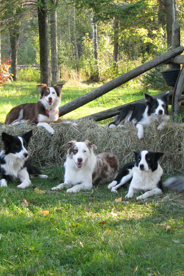 Семья собак бордер-колли