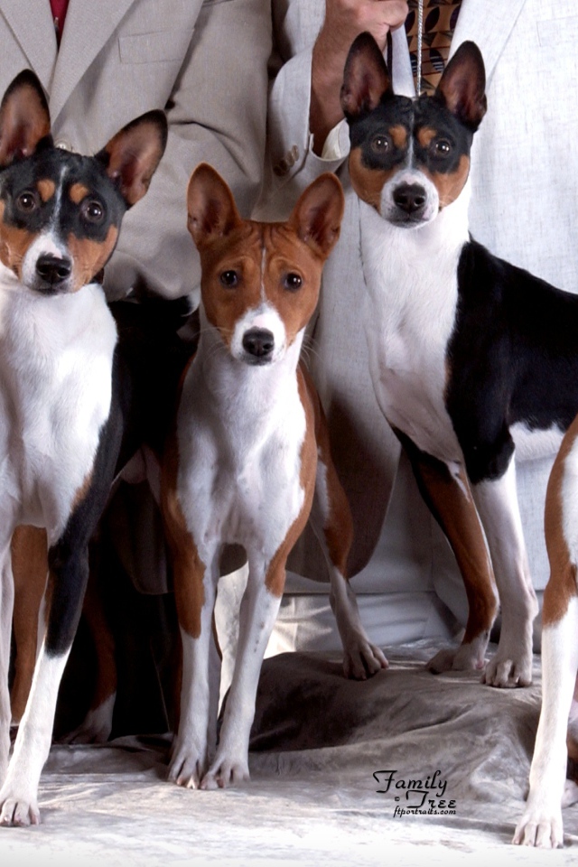 Семейная фотография собак породы басенджи