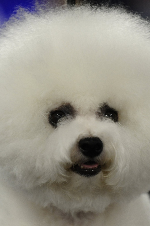 Пушистая собака породы бишон-фриз