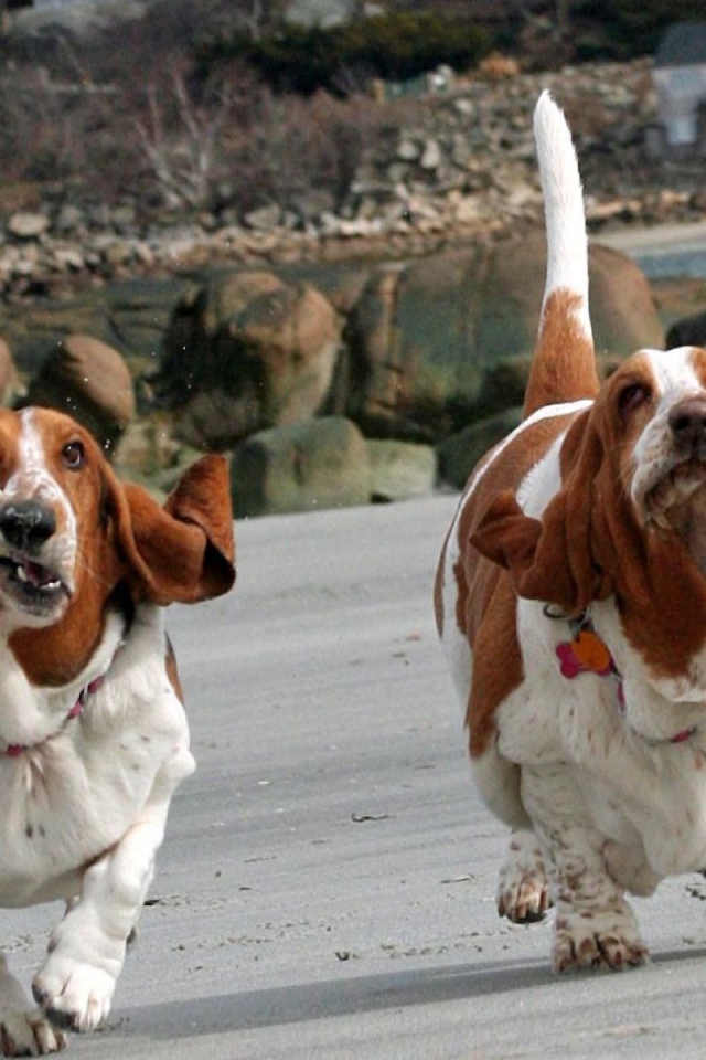 Смешные бассет-хаунды бегут