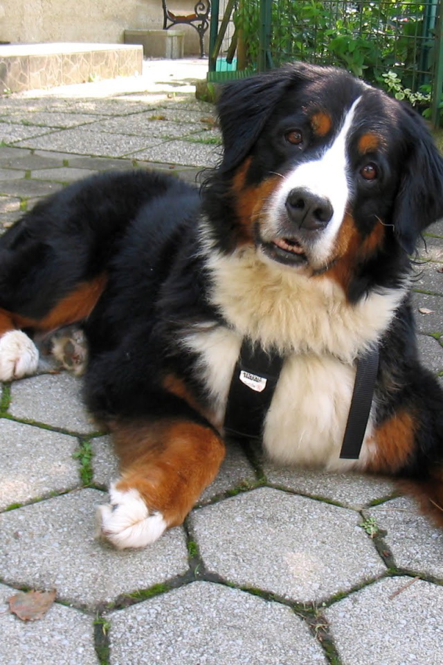 Смешная бернская пастушья собака