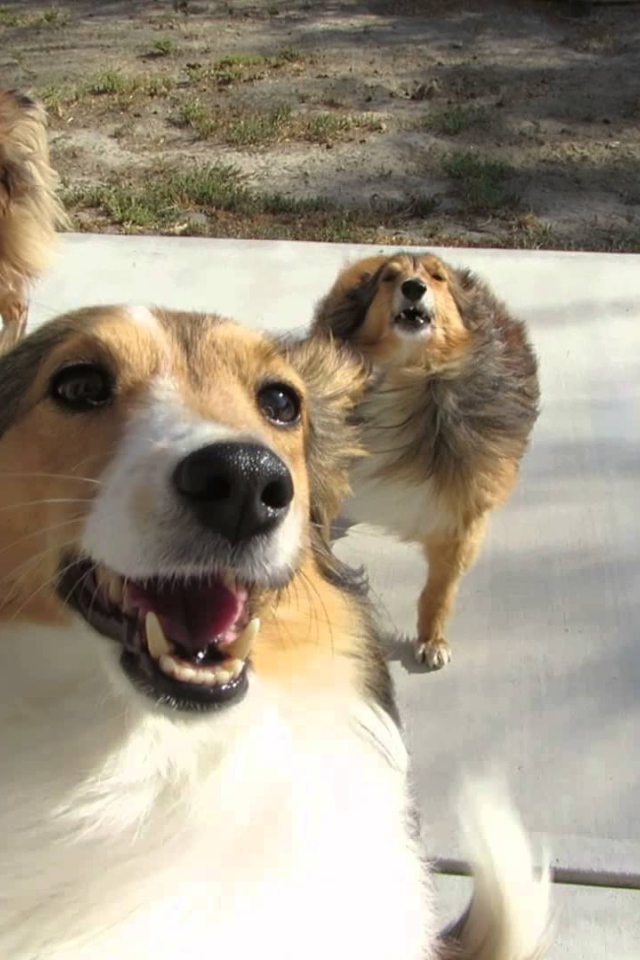 Смешные собаки породы шелти играют