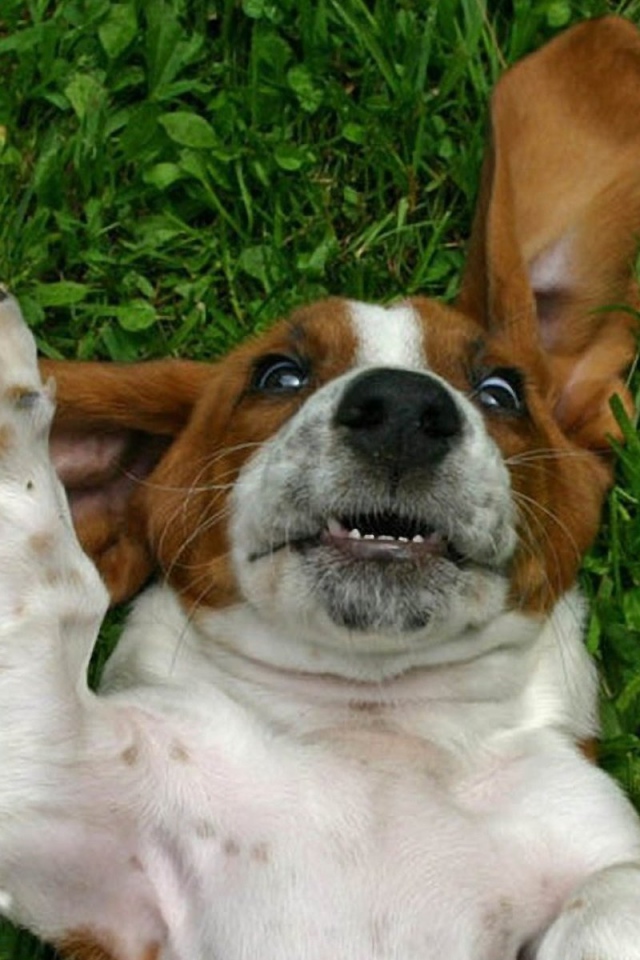 Смешной бассет-хаунд на траве