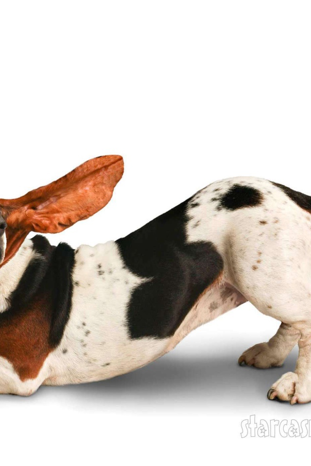 Смешной бассет-хаунд на белом фоне