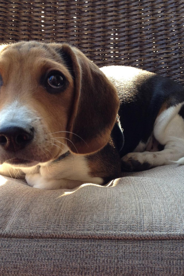 Смешная собака породы бигль на кресле