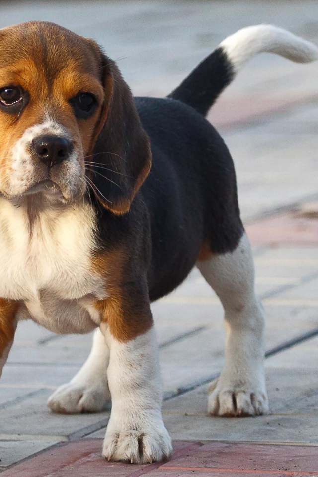 Смешной щенок породы бигль на тротуаре