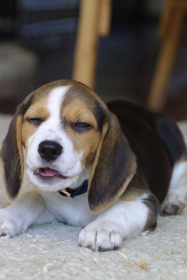 Смешная собака породы бигль на ковре