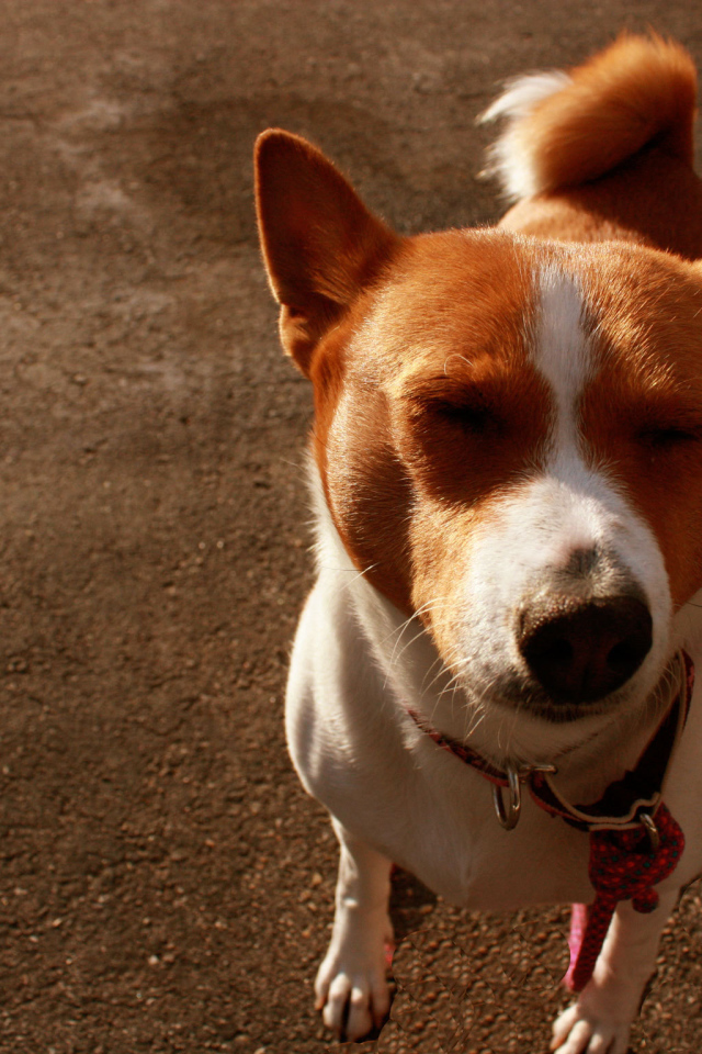 Смешная собака породы басенджи