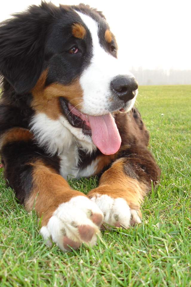 Смешной щенок бернской пастушьей собаки