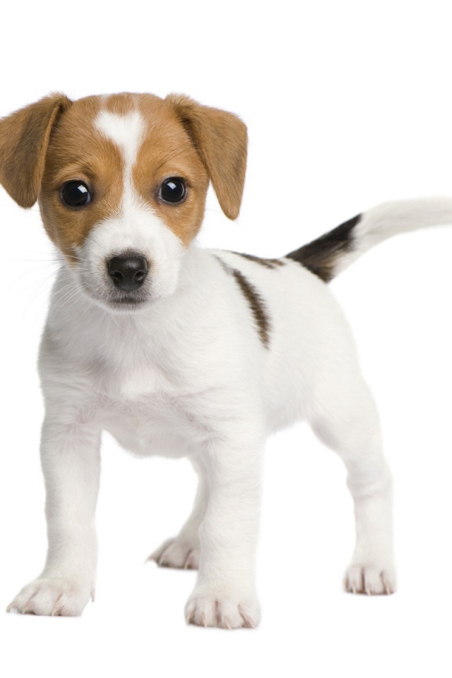 Забавный щенок на белом фоне