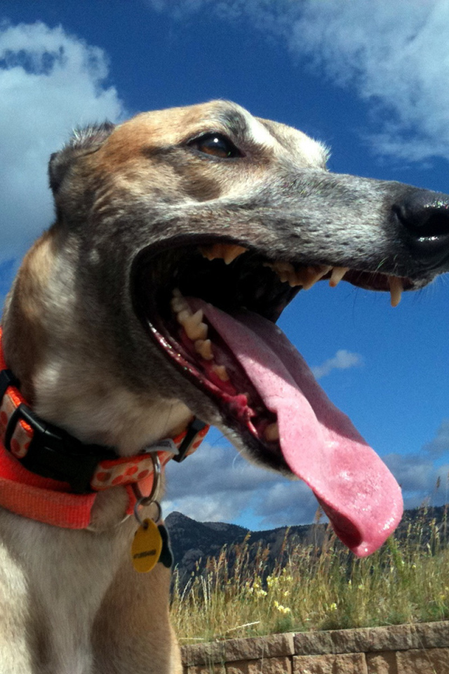 Грейхаунд в итальянских полях