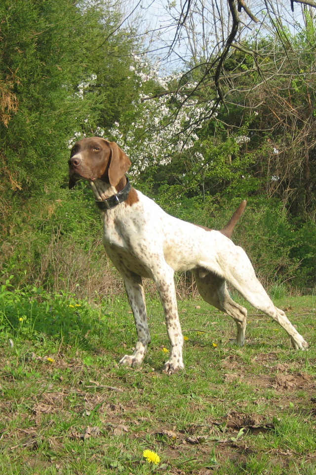 Немецкий Пойнтер в лесу