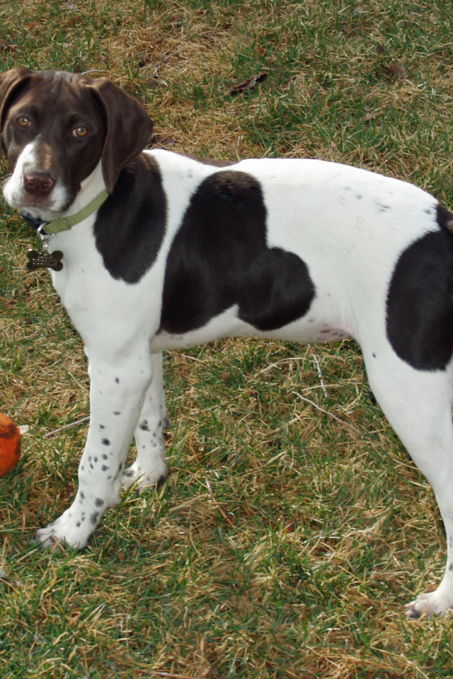 Немецкий Пойнтер играет в саду
