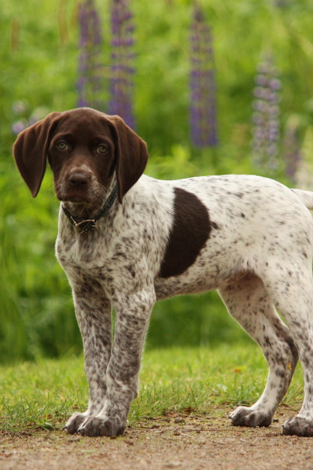 Немецкий щенок Пойнтер в лесу
